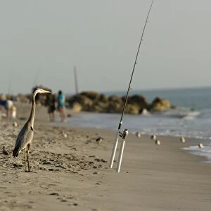 Great blue heron - being a fisherman!