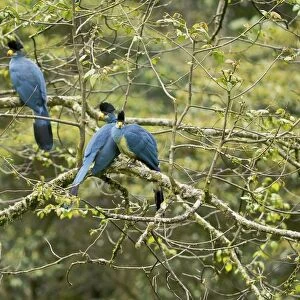 Great Blue Turaco - Nyungwe - Rwanda - Africa