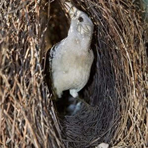Great Bowerbird - male Bowerbird embellishing its artfully crafted bower. He constructs its bower out of sticks and grass blades and its sole purpose is to convice the female that he's worth her attention