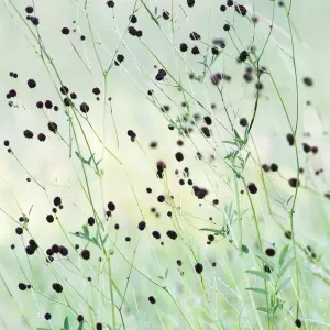 Great Burnet - stalks and flower heads - Lower Saxony - Germany