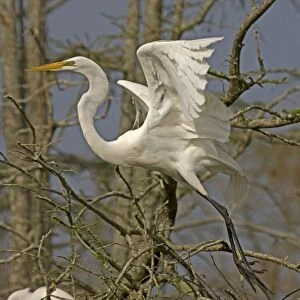Great / Common / American Egret - in flight - Louisiana - USA
