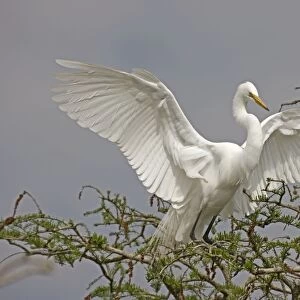 Great / Common / American Egret - in flight landing at nest - Louisiana - USA