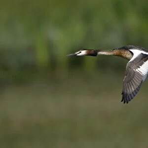 Great Crested Grebe - In flight Island Texel, Holland
