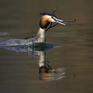 Great Crested Grebe - Male transporting vegetation material to courtship platform on lake. Hessen, Germany