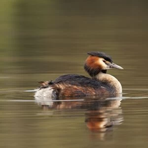 Great Crested Grebe - with reflection - April - Telford - England