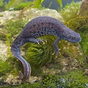 Great Crested Newt - Single adult female photographed underwater, Wiltshire, England, UK