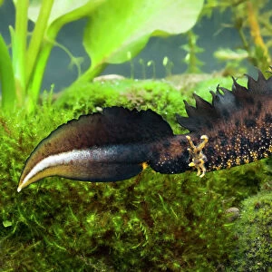 Great Crested Newt - Single adult male photographed underwater, Wiltshire, England, UK
