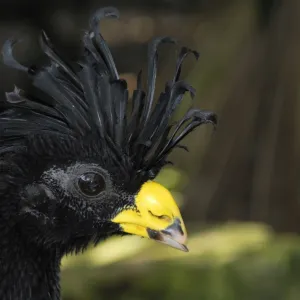 Great Curassow Belize