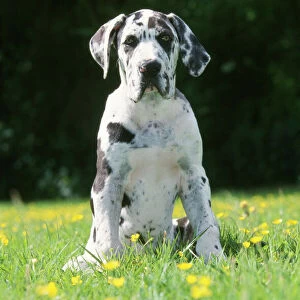 Great Dane Dog - puppy