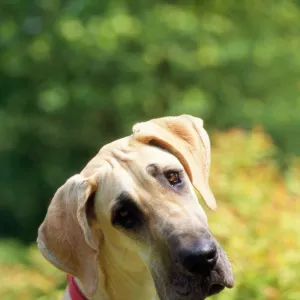 Great Dane Dog - puppy