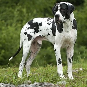 Great Dane - also known as Deutsche Dogge