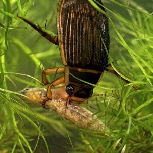 Great diving beetle female eating stickleback
