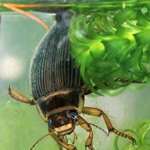 Great diving beetle female amongst water plants close up