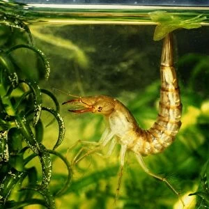 Great Diving Beetle larva amongst water plants side view