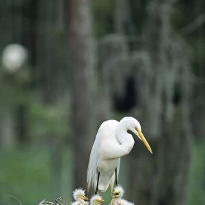 Great Egret - At nest with 3 chicks Louisiana, USA