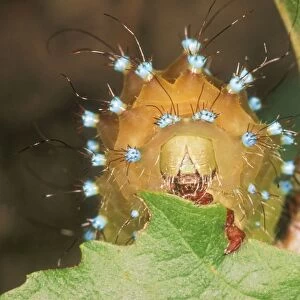 Great Emperor Moth Caterpillar eating