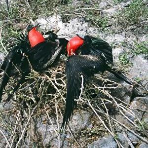 Great Frigatebird COS 846 Two males courting the same female, Tower (Genovesa) Is, Galapagos Fregata minor © Bill Coster / ARDEA LONDON