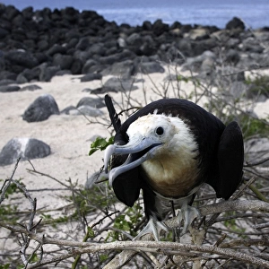 Great Frigatebird. Isla Lobos. Galapagos Islands