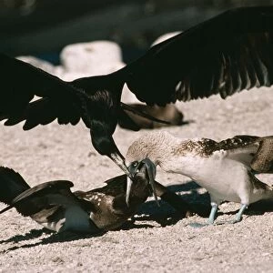 Great Frigatebird Trying to steal food as a Blue-footed Booby (Sula nebouxii excisa) feeds its chick, Fernandina, Galapagos Island