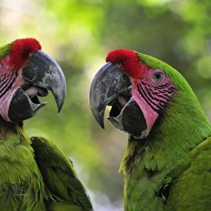 Great green Macaw, Costa Rica