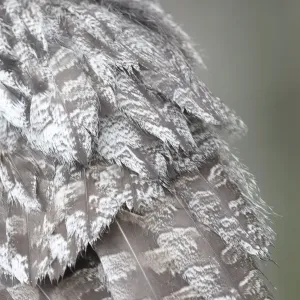 Great Grey Owl - close-up of feathers Great Grey Owl - close-up of feathers