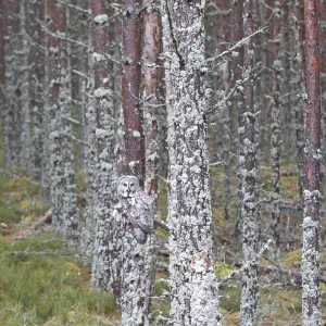 Great Grey Owl - perched on branch