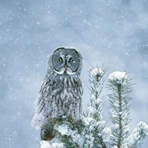 Great Grey OWL - perched on conifer in snow storm
