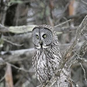 Great Grey Owl - Standing 27 in tall with a wingspan of 52 inches this is our longest owl. When vole populations crash in the boreal forests where they nest they often move south in search of food