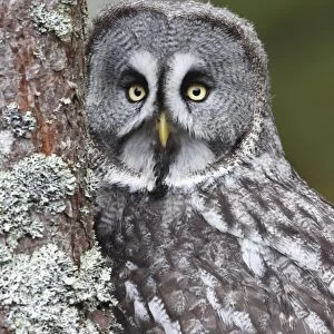 Great Grey Owl - by tree