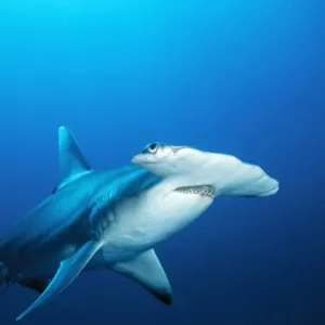 Great Hammerhead Shark Bahamas Great Hammerhead Shark Bahamas