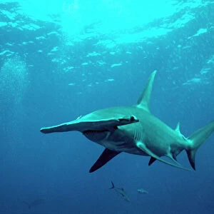 Great Hammerhead Shark - Science is still trying to discover the real reason for the strange head. It is believed to be benificial in hunting. Bahama Islands GHH-010