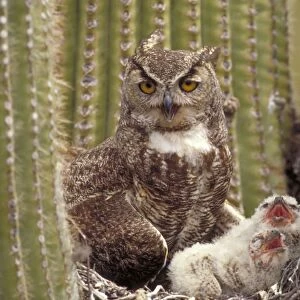 Great Horned Owl - Arizona - With young in nest in Saguaro Cactus - The "Cat Owl" - A really large owl with ear tufts or "horns" - Eats rodents-birds-reptiles-fish-large insects