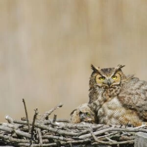 Great Horned Owl - in nest with chick