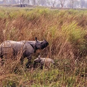 Great Indian Rhino - with baby. India