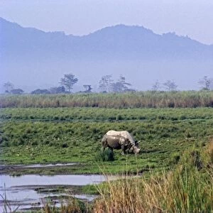 Great Indian Rhino - in swamp. Kazirranga National Park - India