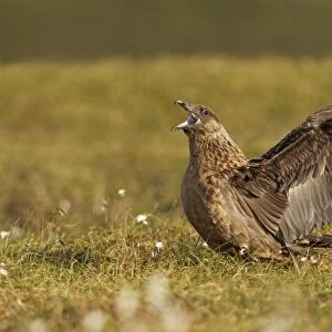 Great Skua - calling out and displaying wings to show territory - Herma Ness - Shetland Islands - Scotland - UK