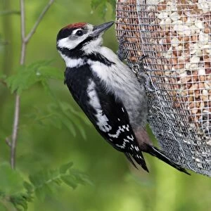 Great-Spotted Woodpecker - on feeder. Finland