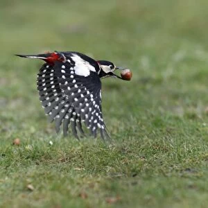 Great Spotted Woodpecker - in flight with hazel nut in beak, Lower Saxony, Germany