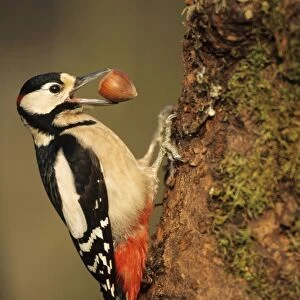 Great Spotted Woodpecker - with hazel nut in beak