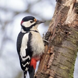 Great Spotted Woodpecker - male feeding on dead tree stem, Lower Saxony, Germany