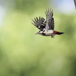 Great Spotted Woodpecker (male) - in flight with food in beak