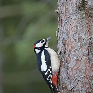 Great Spotted Woodpecker - male on pine tree - UK