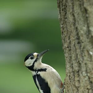 Great Spotted Woodpecker (male) on tree