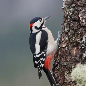 Great Spotted Woodpecker - on tree trunk. Scotland Great Spotted Woodpecker - on tree trunk. Scotland