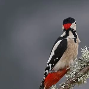 Great Spotted Woodpecker - on tree trunk showing back of head. Scotland