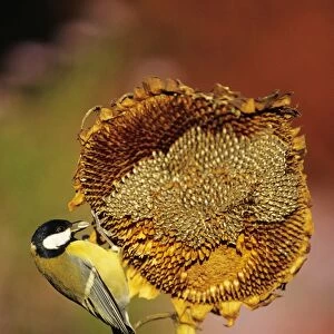 Great Tit - adult on ripened sunflower head
