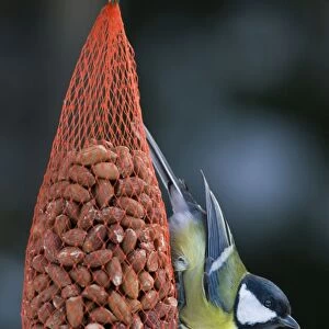 Great Tit - on bird feeder (bag of nuts) in winter