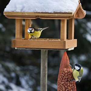 Great Tit and Blue Tit (Cyanistes caeruleus) at bird feeding house in snow