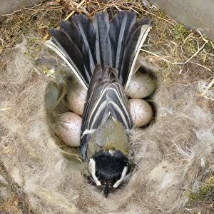 Great Tit - on nest & eggs Digital Manipulation: added eggs