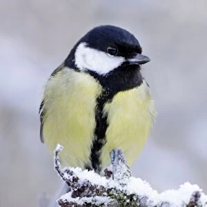 Great Tit - on snow covered twig - Cleveland - UK